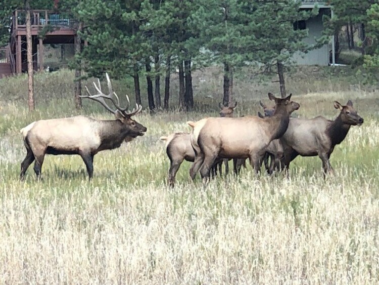 Group of elk